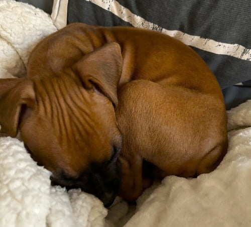 DELILAH III - Boxer available for adoption