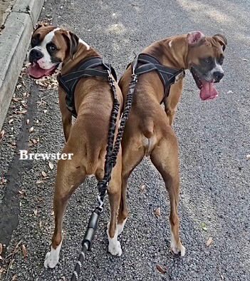 BREWSTER II - Boxer available for adoption