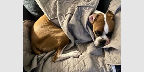 BREWSTER II - Boxer available for adoption