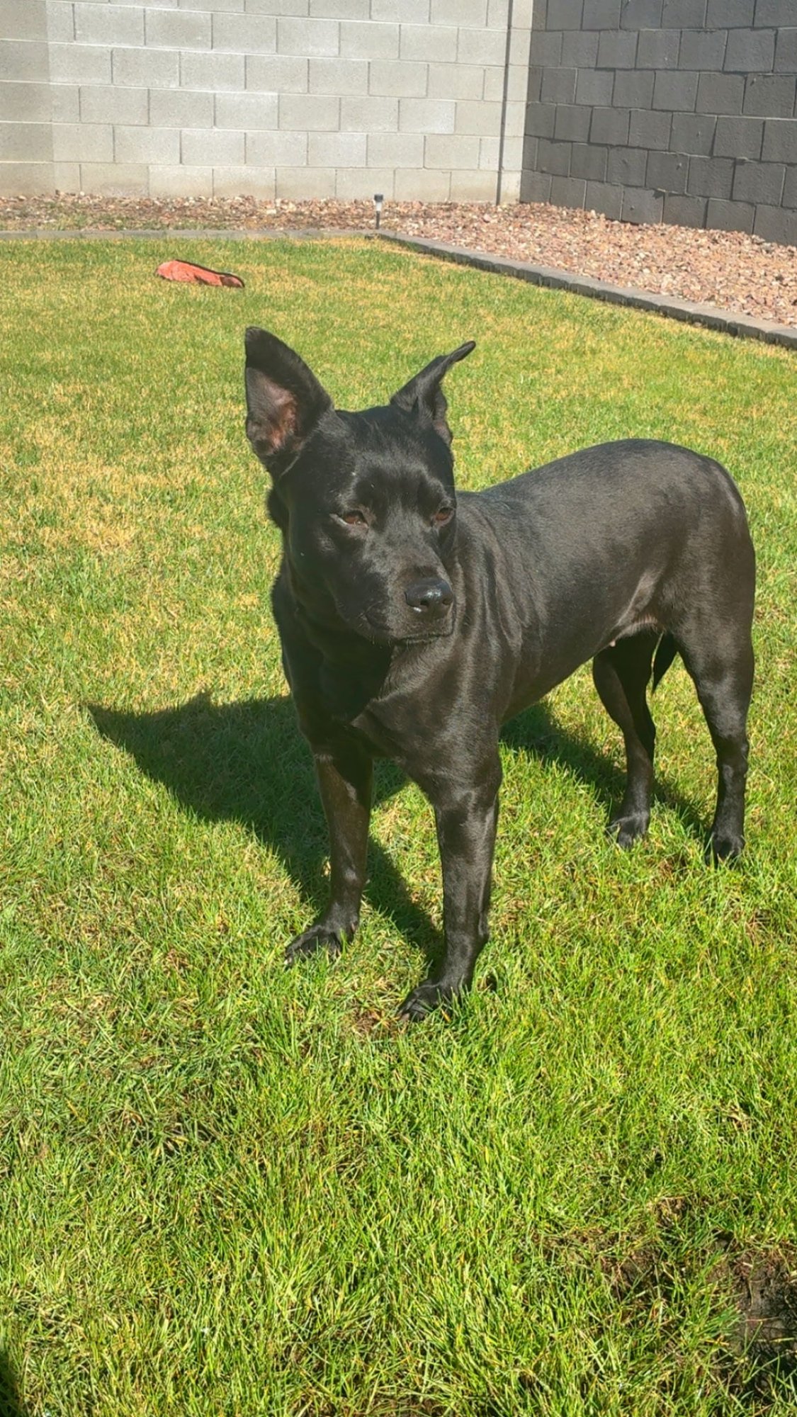 PEBBLES (COURTESY POST) - American Pit Bull Terrier available for adoption