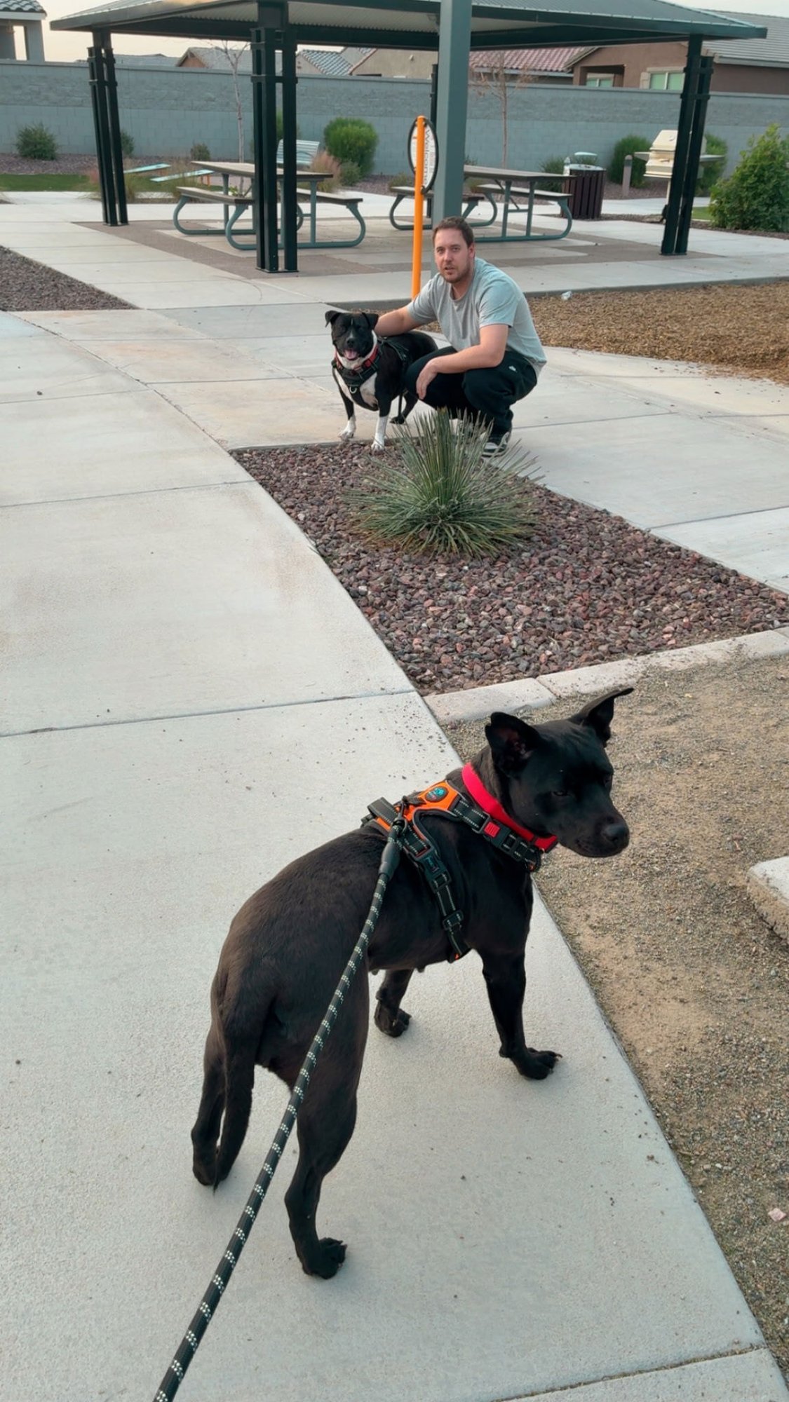 Pebbles (Courtesy post) - Photo 3