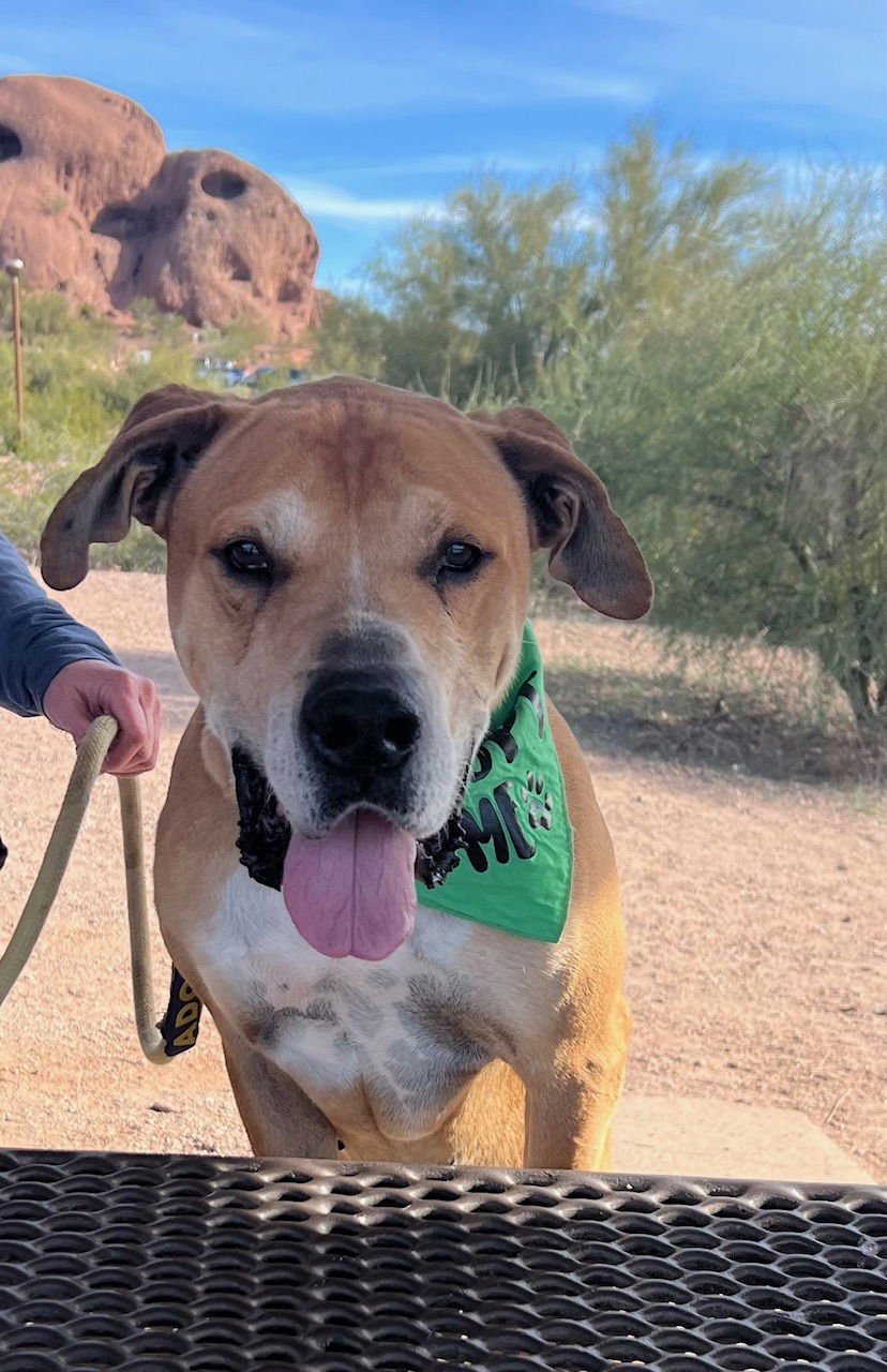 SAMPSON (COURTESY POST) - Yellow Labrador Retriever / Great Dane available for adoption