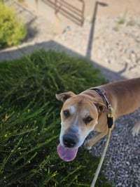 Sampson (Courtesy post) - Photo 2