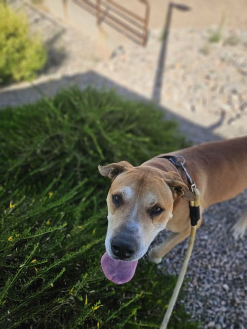 SAMPSON (COURTESY POST) - Yellow Labrador Retriever available for adoption