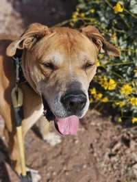 Sampson (Courtesy post) - Photo 5