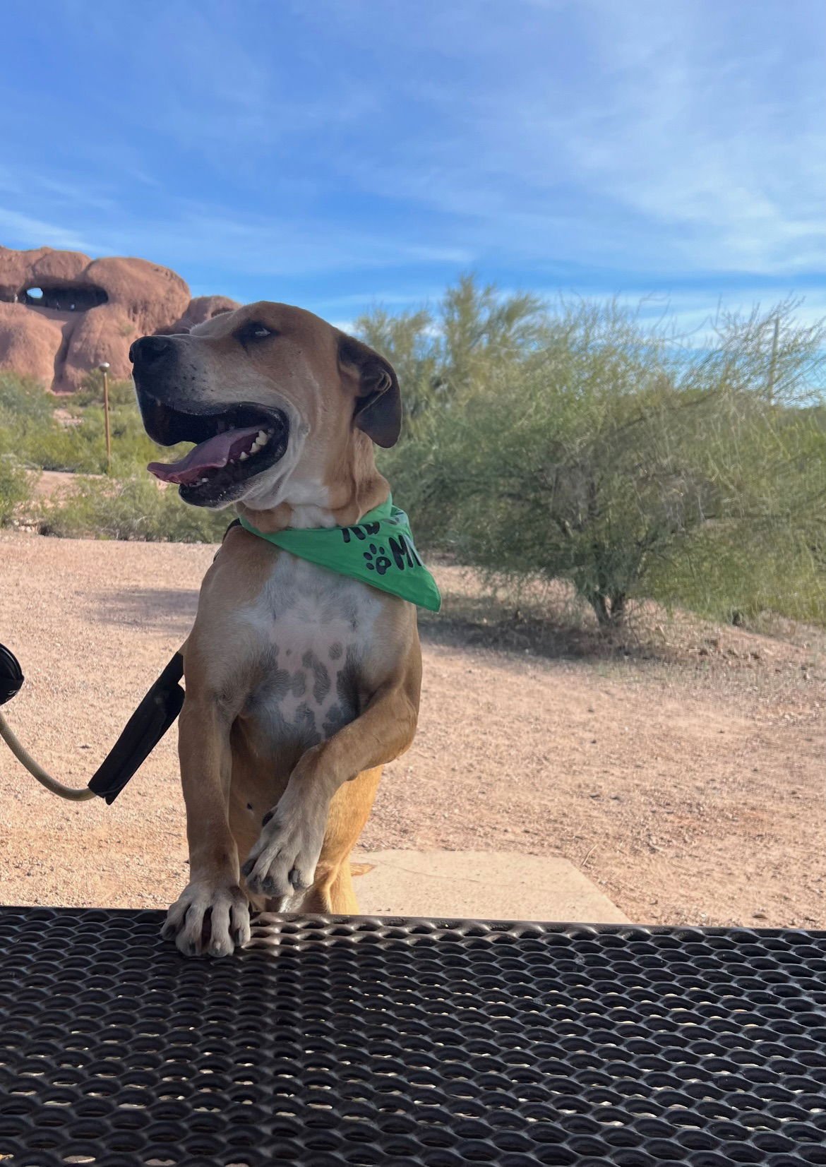 Sampson (Courtesy post) - Photo 3