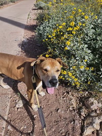 Sampson (Courtesy post) - Photo 8