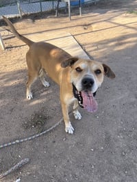 Sampson (Courtesy post) - Photo 4