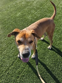 Sampson (Courtesy post) - Photo 9