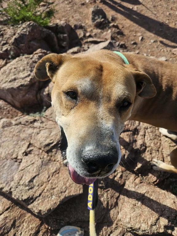 Sampson (Courtesy post) Image