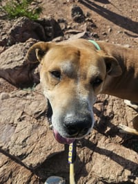 Sampson (Courtesy post) - Photo 1