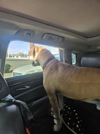 Sampson (Courtesy post) - Photo 7