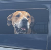 Sampson (Courtesy post) - Photo 3