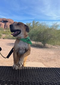 Sampson (Courtesy post) - Photo 10