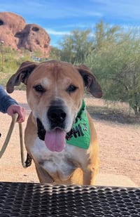 Sampson (Courtesy post) - Photo 6