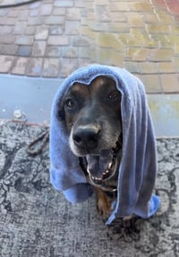 Rosco - Photo 3