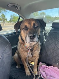 Rosco - Photo 4