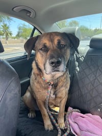 Rosco - Photo 4