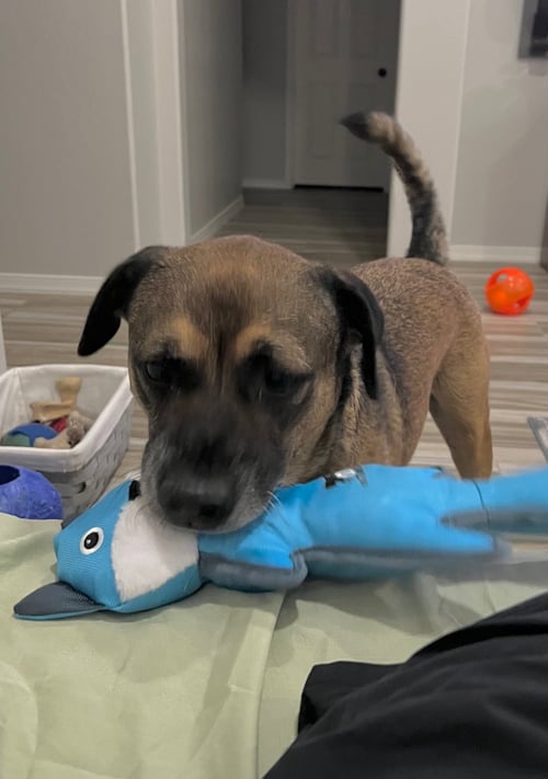 ROSCO - Shepherd available for adoption