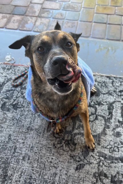 ROSCO - Shepherd for adoption in Glendale