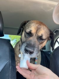 Rosco - Photo 5