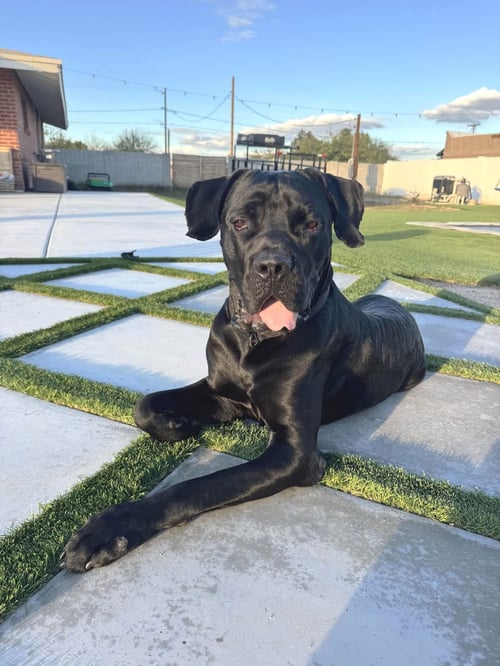 THOR - Cane Corso Mastiff available for adoption