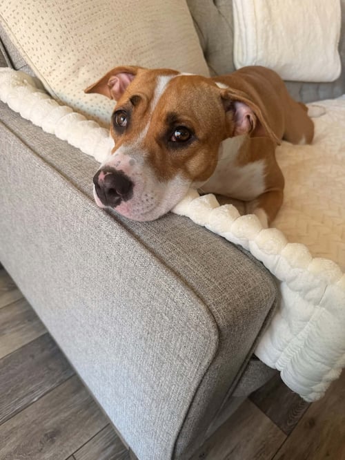 GEORGIA - American Staffordshire Terrier / Boxer available for adoption