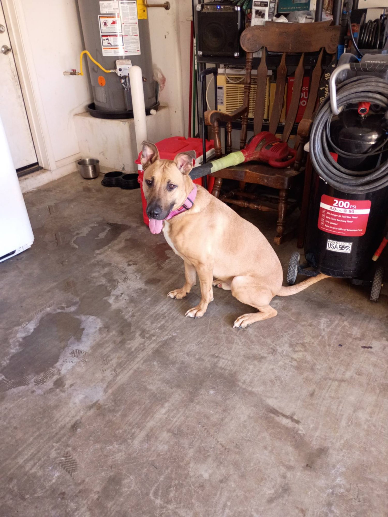 INE (COURTESY POST) - Black Mouth Cur available for adoption