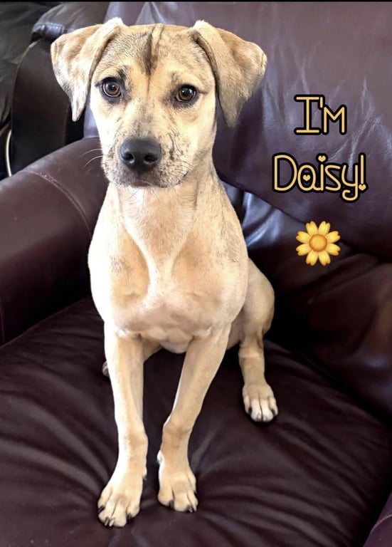Daisy (Courtesy Post) Image