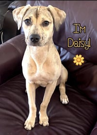 Daisy (Courtesy Post) - Photo 1