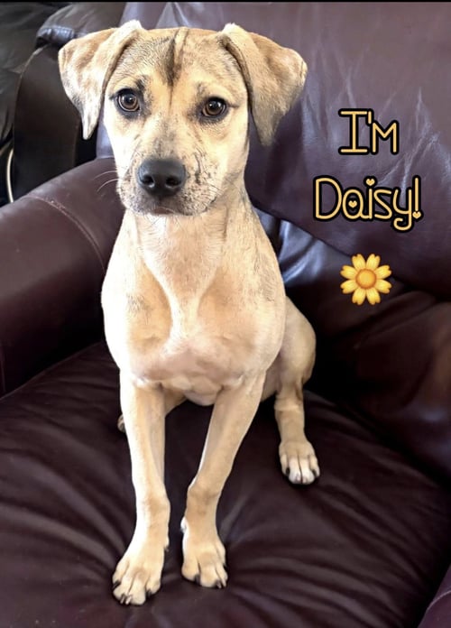 DAISY (COURTESY POST) - Catahoula Leopard Dog available for adoption