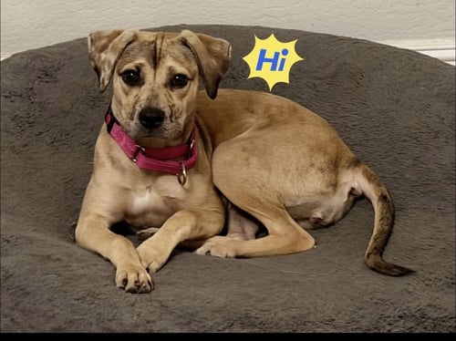 DAISY (COURTESY POST) - Catahoula Leopard Dog available for adoption