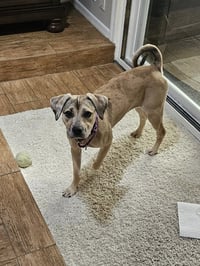 Daisy (Courtesy Post) - Photo 3