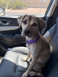 Daisy (Courtesy Post) - Photo 4