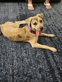 Daisy (Courtesy Post) - Photo 5