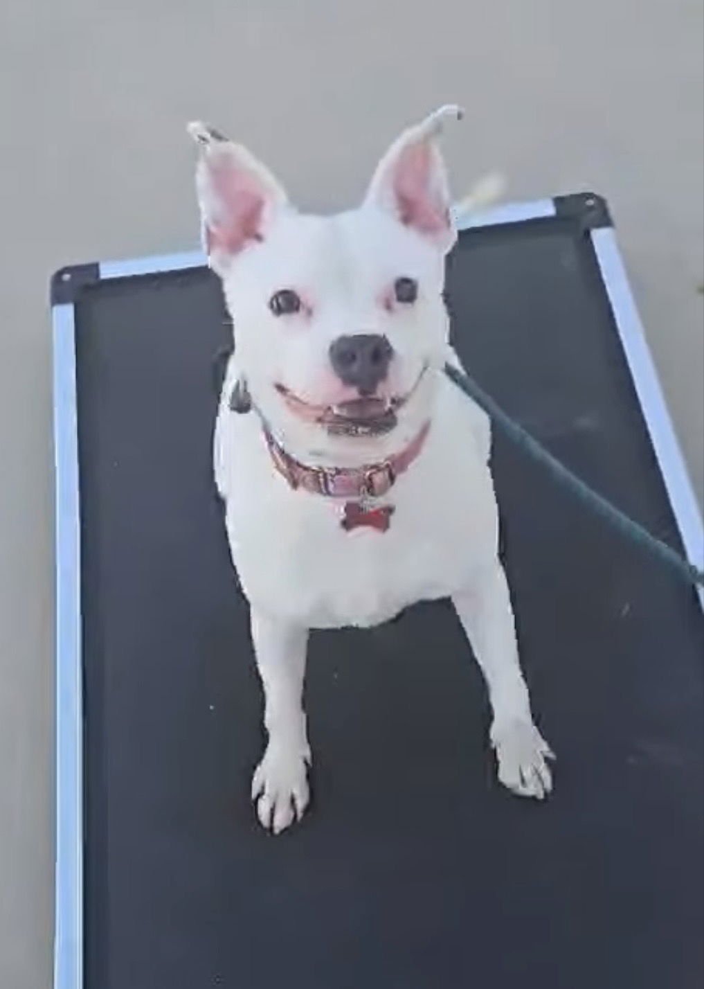 ALBA (COURTESY POST) - Boxer / American Pit Bull Terrier available for adoption