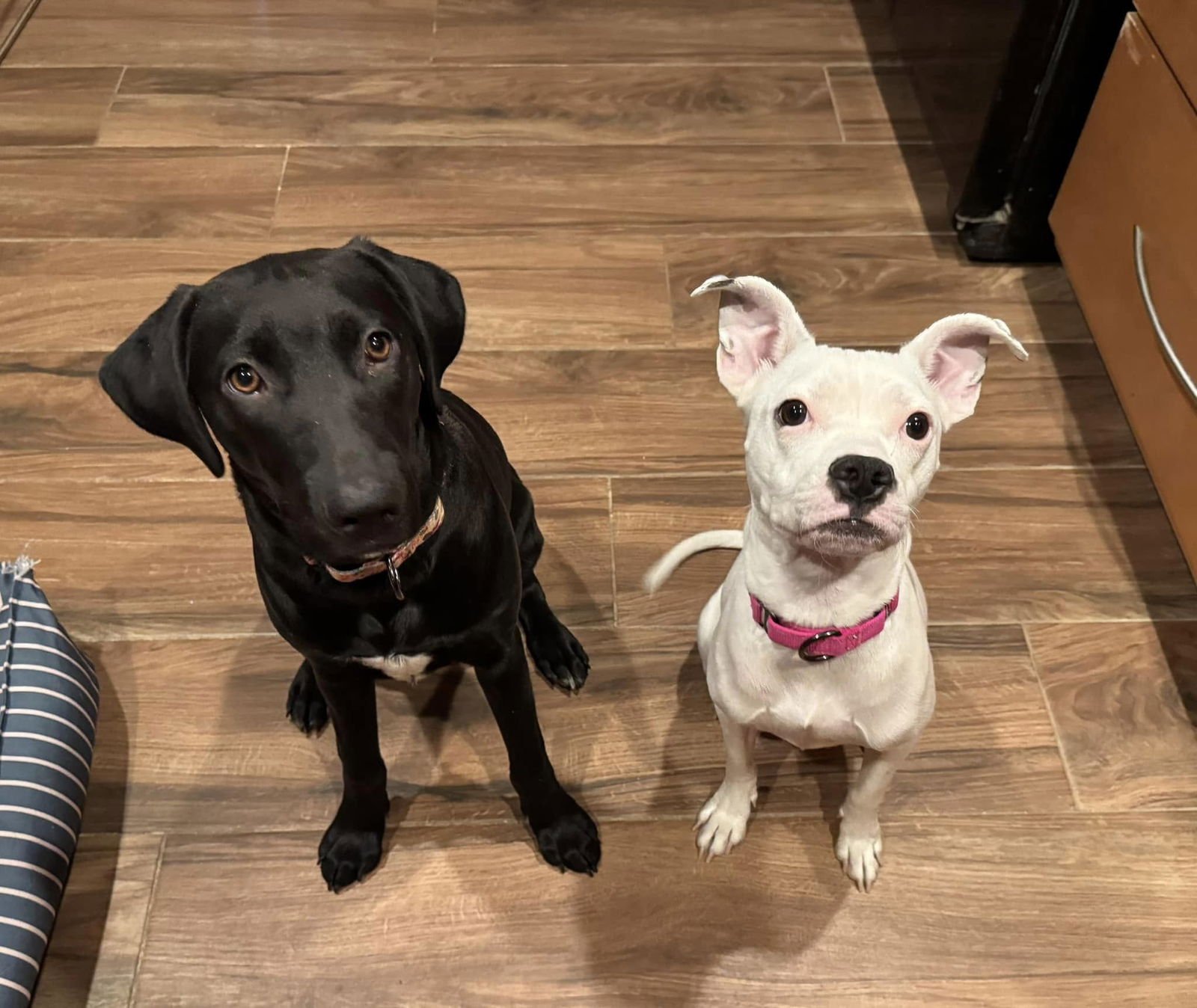 Alba (Courtesy post) - Photo 4