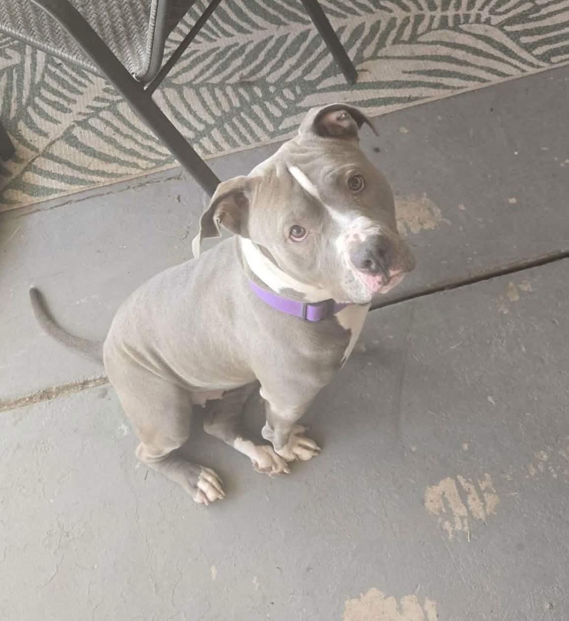 MAJESTY - American Pit Bull Terrier for adoption in Glendale
