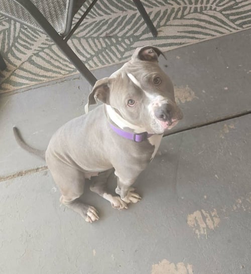 MAJESTY - American Pit Bull Terrier for adoption in Glendale