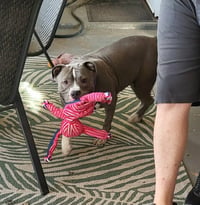 Majesty - Photo 3