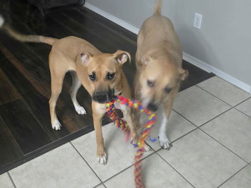 DESTINY - Shepherd / Black Mouth Cur available for adoption