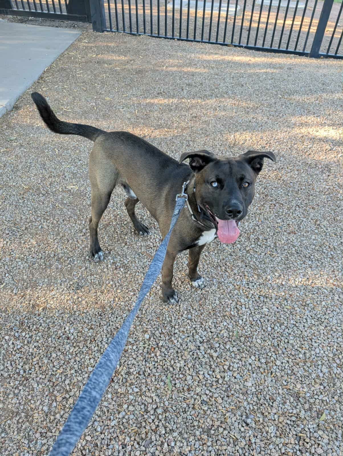 NICO (COURTESY POST) - Husky / American Staffordshire Terrier available for adoption
