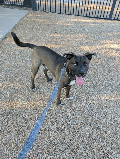 NICO (COURTESY POST) - Husky / American Staffordshire Terrier available for adoption