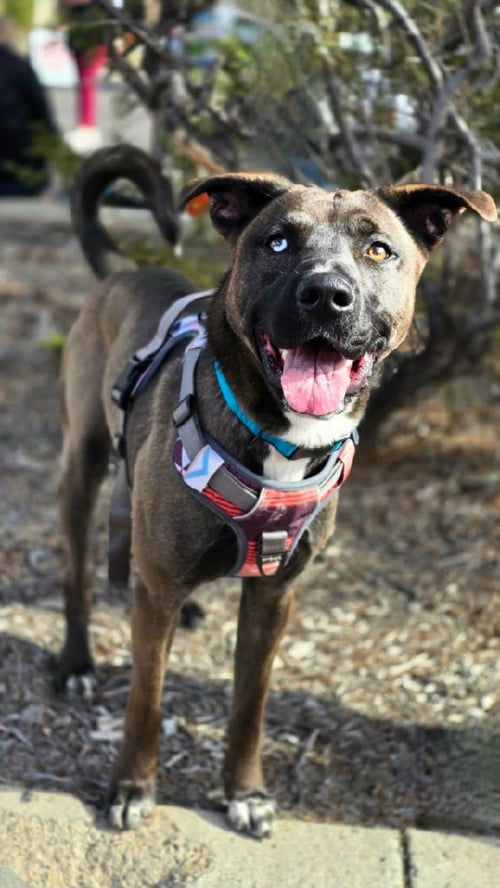 NICO (COURTESY POST) - Husky / American Staffordshire Terrier for adoption in Glendale