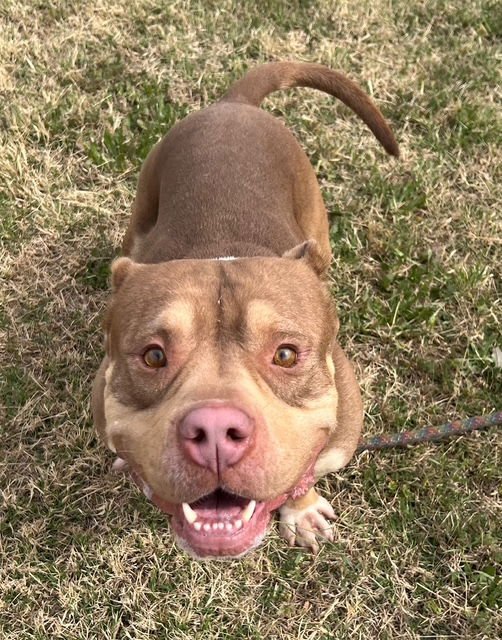 TANK - American Staffordshire Terrier for adoption in Glendale