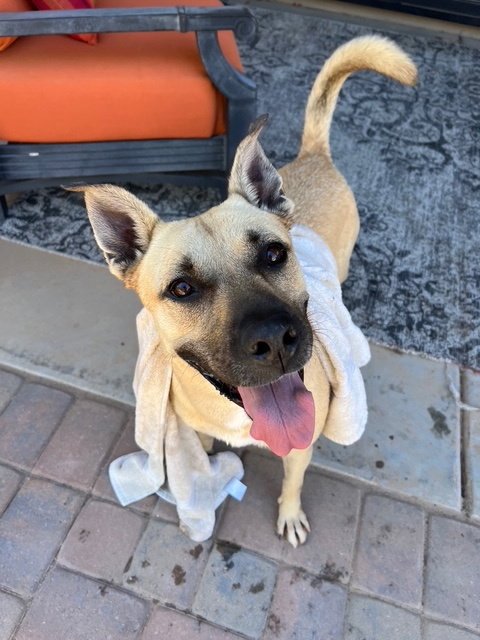 TATIANA - Black Mouth Cur / Shepherd for adoption in Glendale