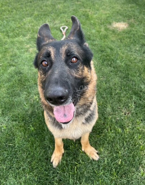 Brutus (Courtesy post) Image