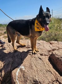 Brutus (Courtesy post) - Photo 3
