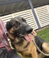 Brutus (Courtesy post) - Photo 6