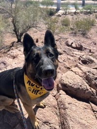 Brutus (Courtesy post) - Photo 2